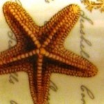 cropped-Starfish6.jpg